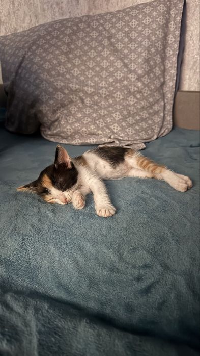 Отдам котенка в хорошие руки