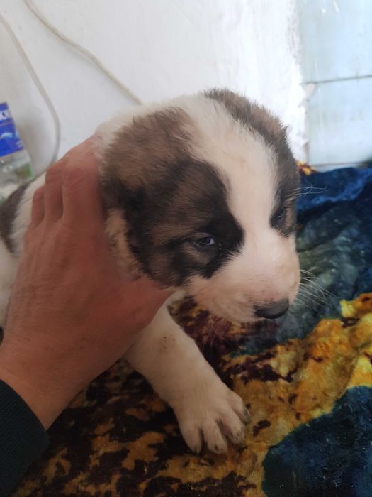 Алабай  (САО) щенок