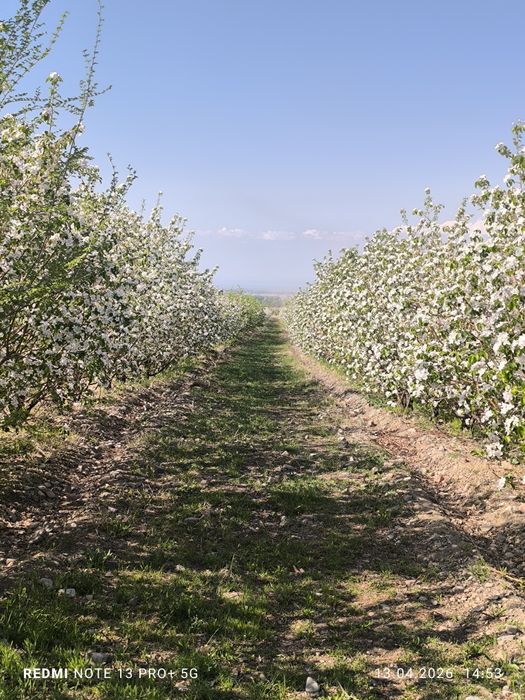 Продам сад с домиком