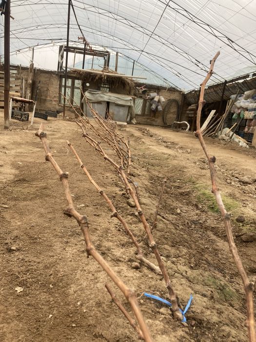 Avatar Uzum Ko'chatlari bor Orginal 100%  Arzon Narxlarda