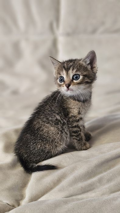 Отдам даром котят