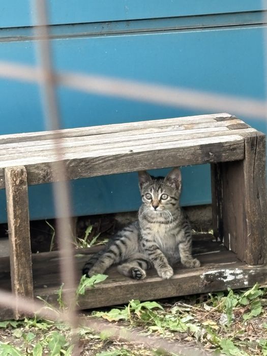 Бангаранга - коте на 3 месеца търси дом или приемна грижа