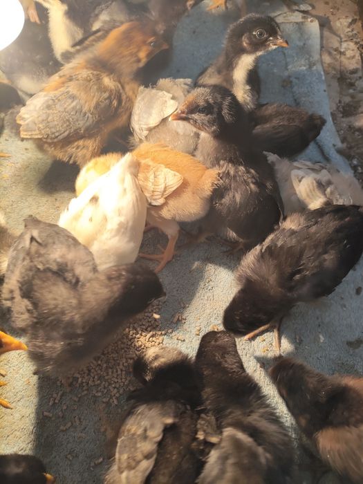 Продам цыплят разных пород