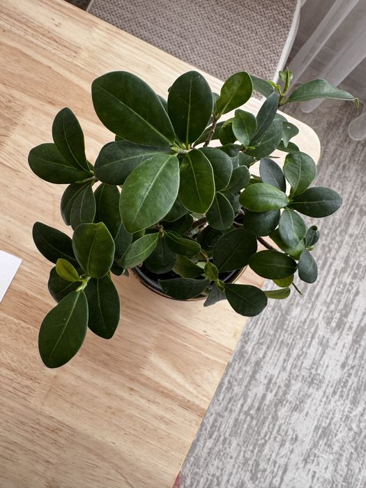 Фикус бонсай комнатное растение