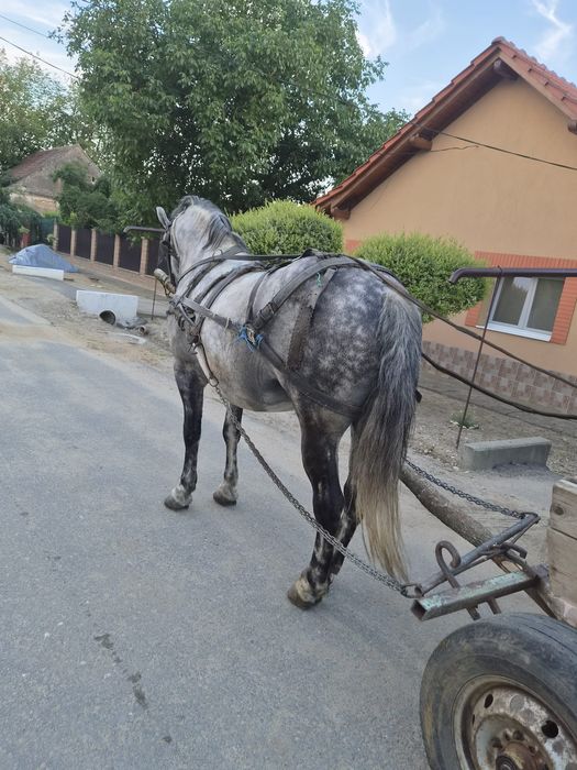 Cal de vânzare vârsta 10ani
