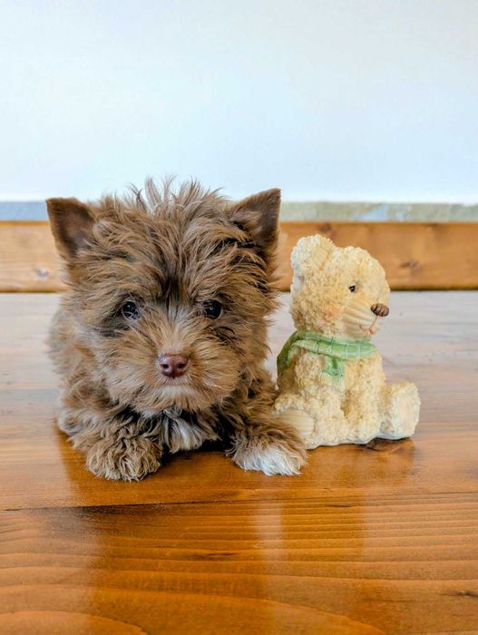 Продавам мини-йорки шоколадово мерле момиче