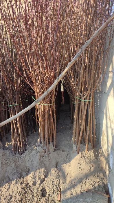 Mevali ko'chatlar  archalar  bor 100%garanitya