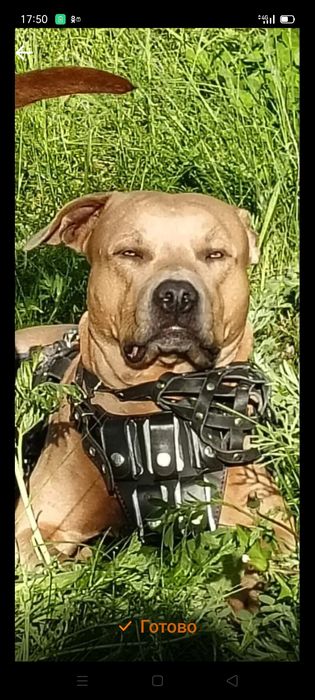 Американский питбуль терьер. Вязка