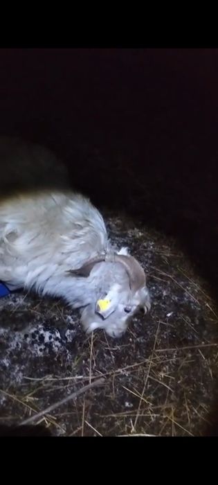 Теке сатылады...