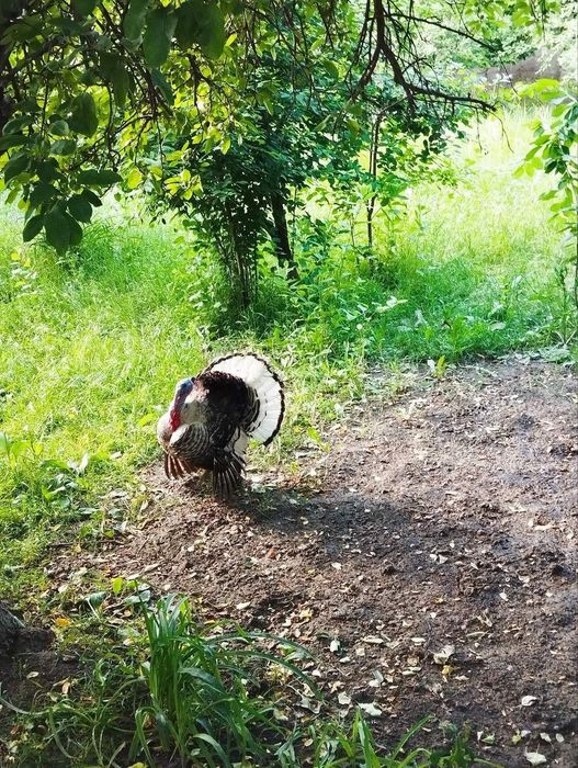 Kurka, Индук, Курка, 7 kg, tezkor Sotiladi