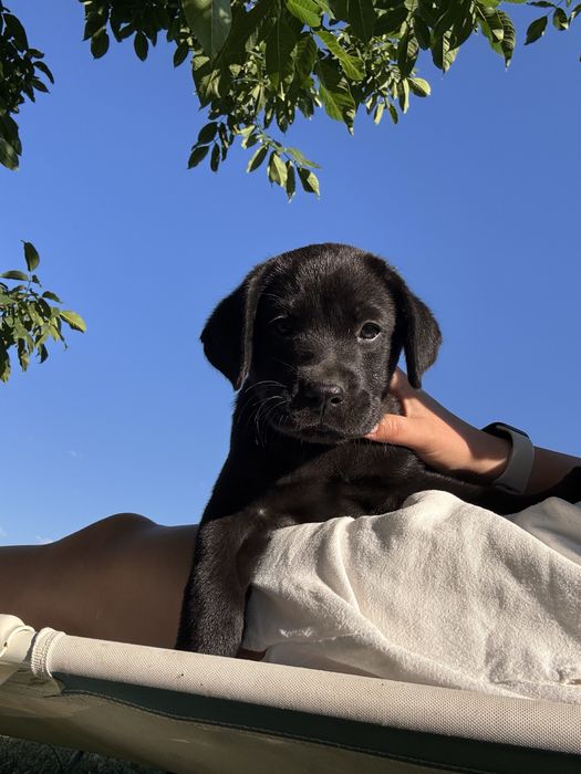 Catel mascul labrador negru