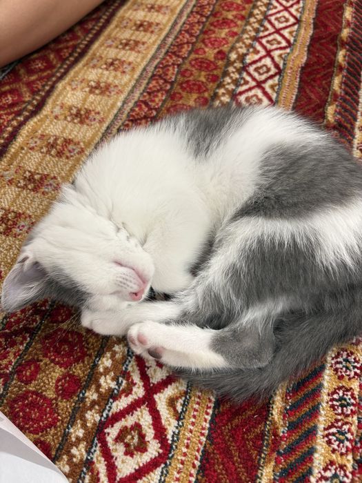 Отдам котенка даром