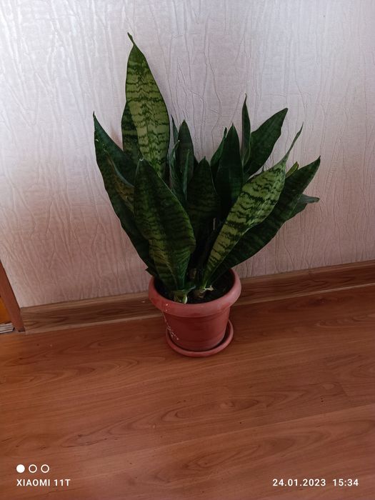 Продам сансивьеру.