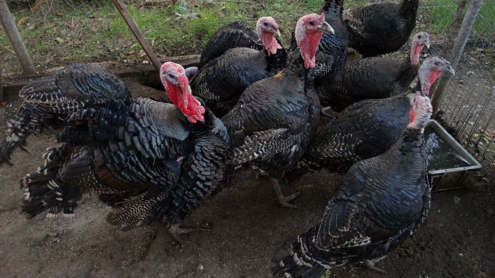 Vând curcani  de carne