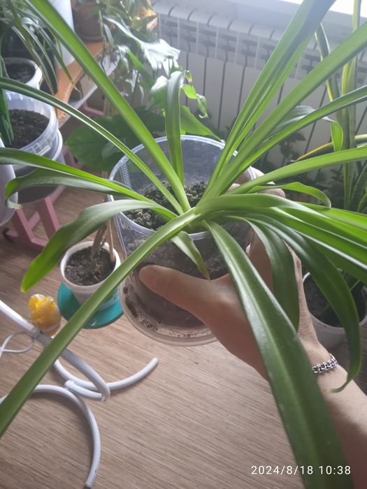 Аглаша продам цена от 2500тг