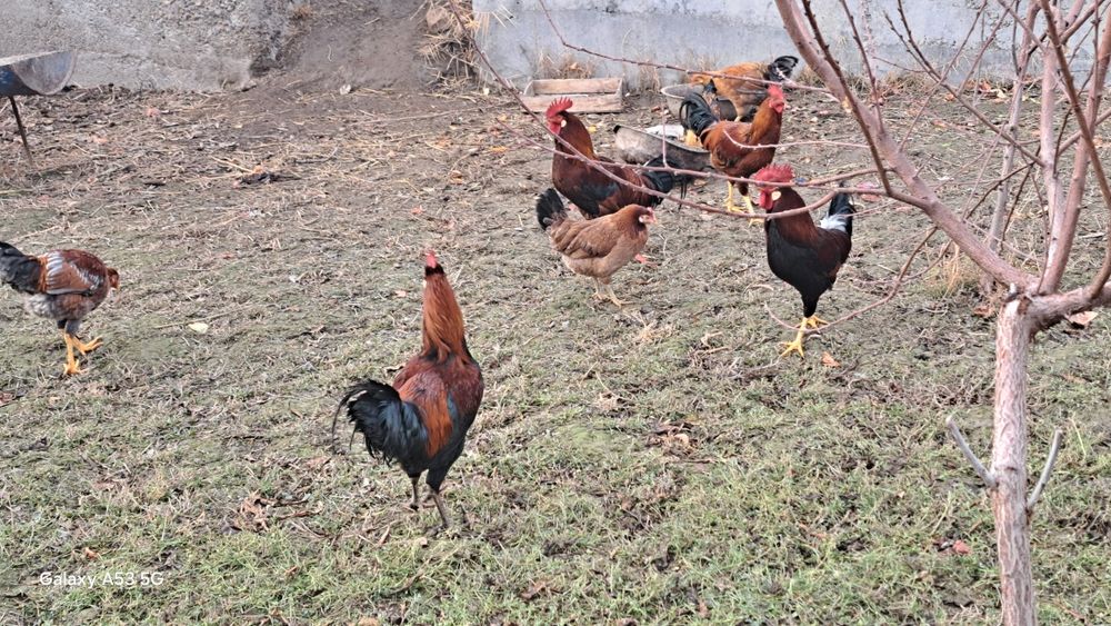 Кури местные разные цвета и возраста