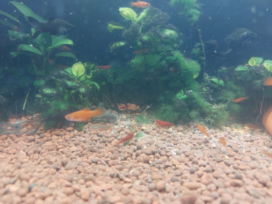 Меченосец малёк красный