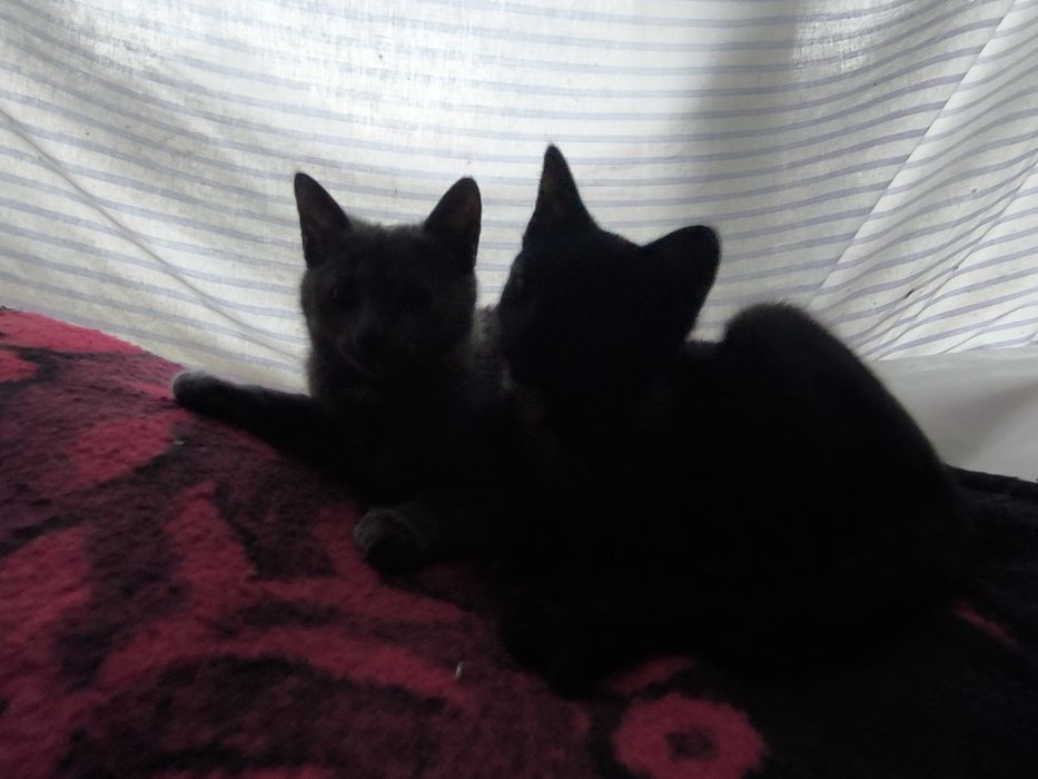 Pisici frumoase donez