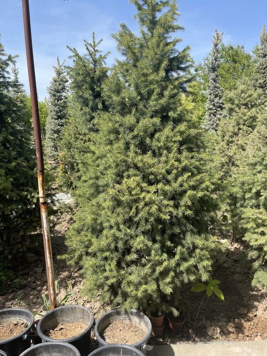 Rasprodaja skidka yel tyanshanskiy, tyanshan archa 2-3 metrlik