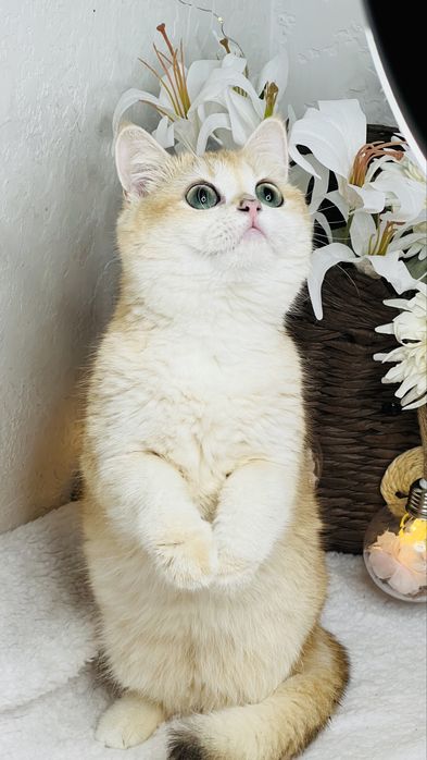 Британская шиншилла ny11