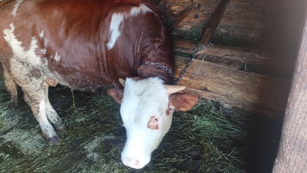 Vând vițel de 7 luni