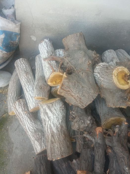 Тут утин ва урик утин