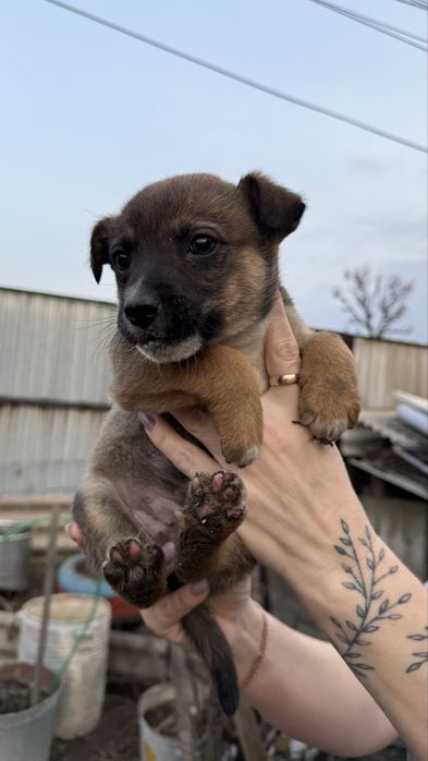 Отдам Щенят в хорошие руки!