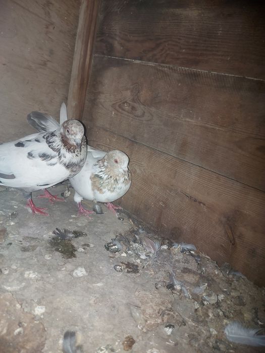 Иранцы пакистанцы бакинцы