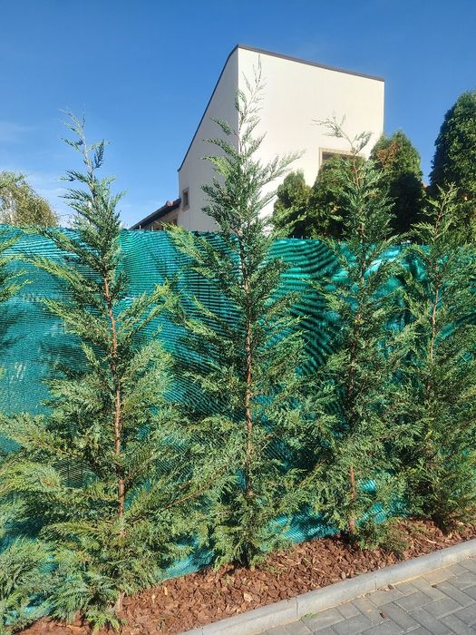 Gard viu Leylandii