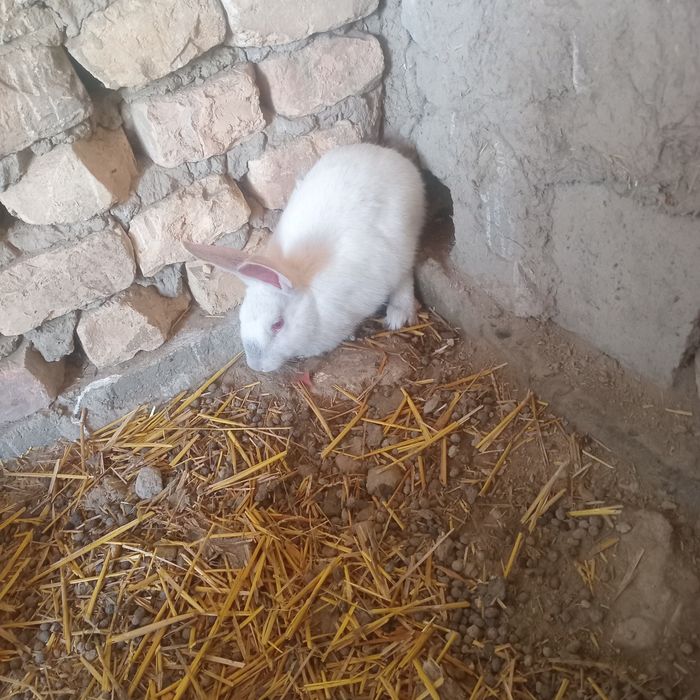 Quyon gubrit 4 ta 3 ta erkak 1 ta moda
