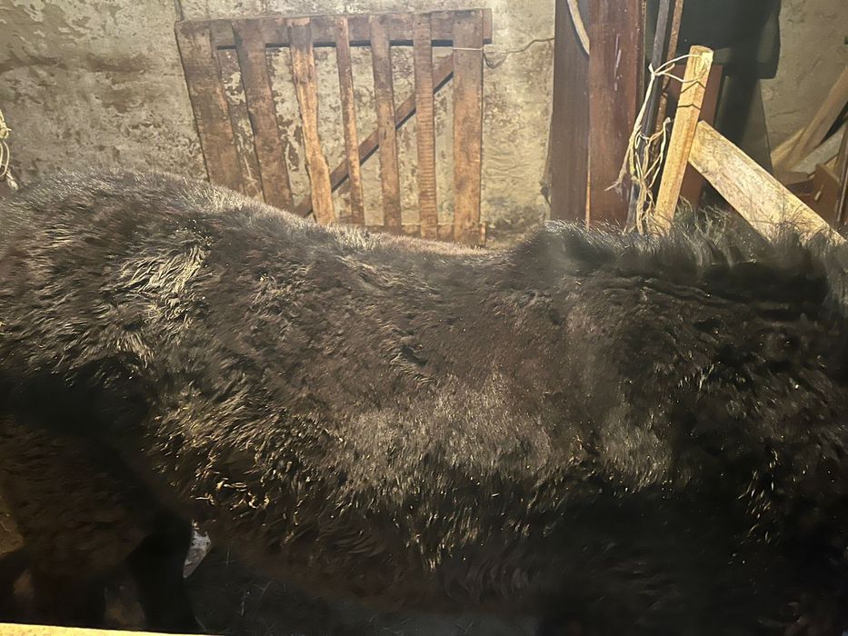 Семіз ұрғашы жабағы