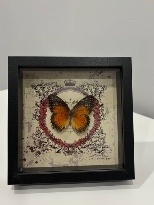 настоящая бабочка в рамке