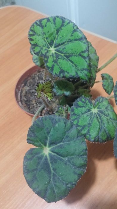 Бегония тигровая