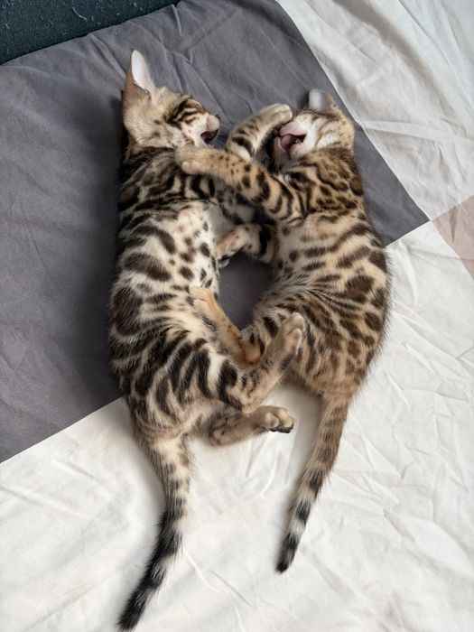 Două pisicuțe Bengal își caută noile familii!