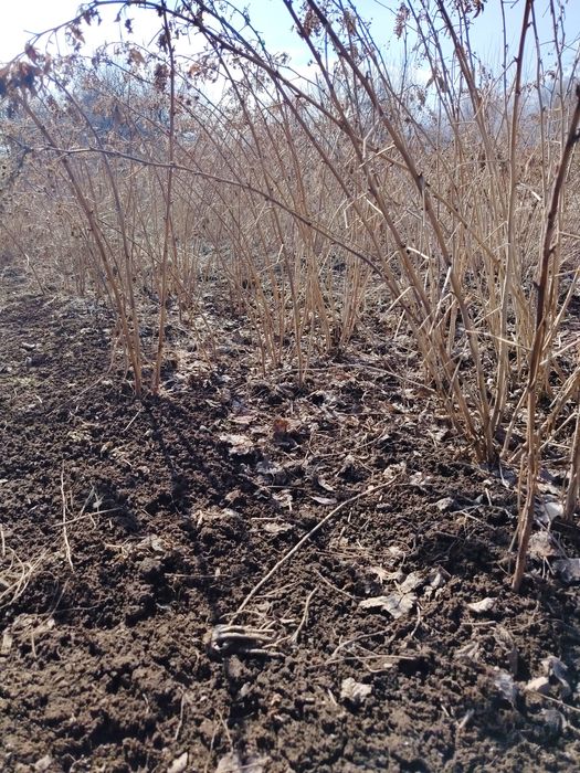 Саженцы Малины горные