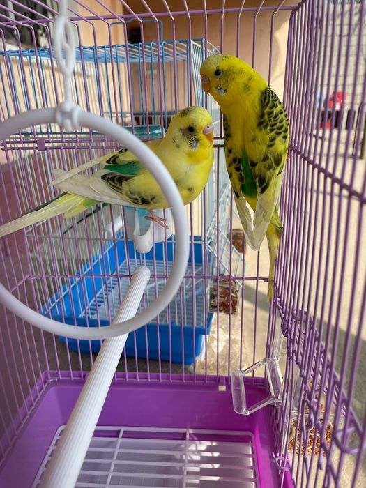 Продам пара попугай с клеткой