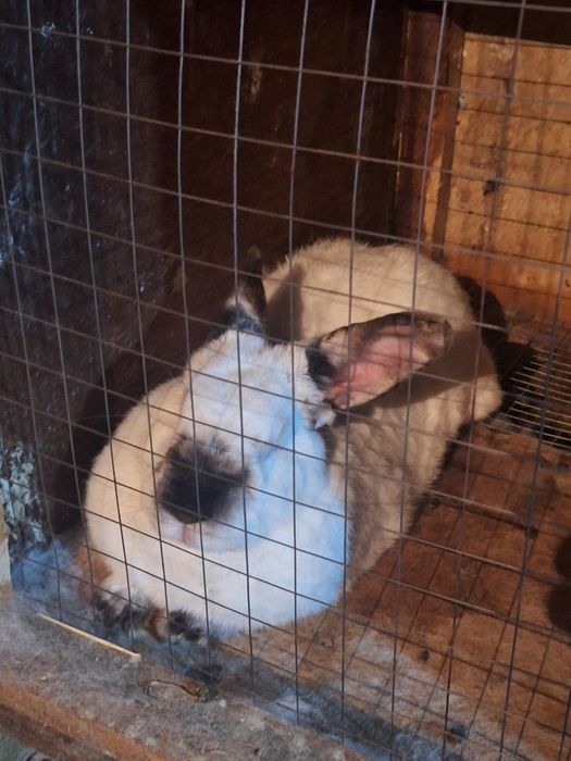 Самка Евро Калифорния