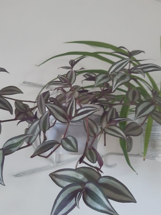 Продам комнатные цветы