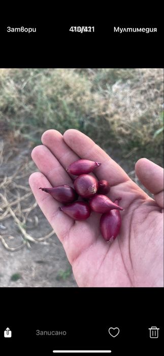 Арпаджик сорт Мелник,Щутгард,Ред Кармен