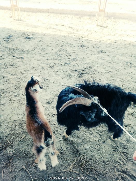 Arzon echki sotiladi