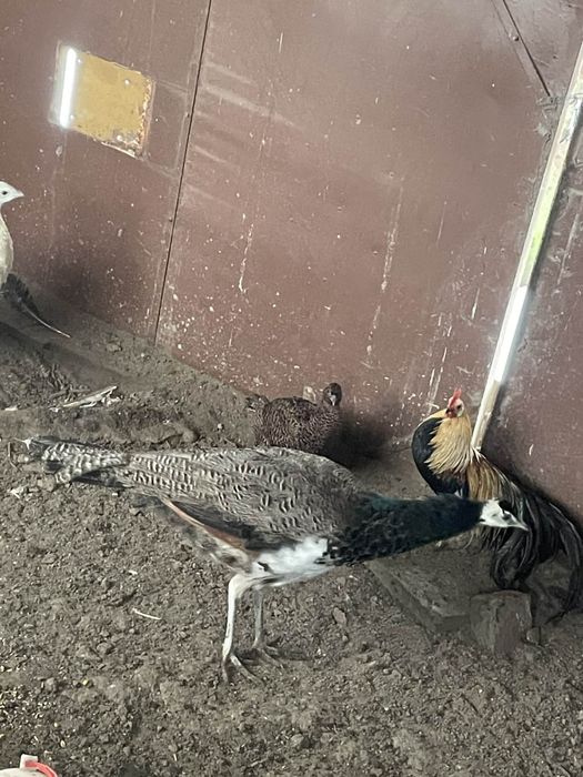 Pauni masculi de 1 an