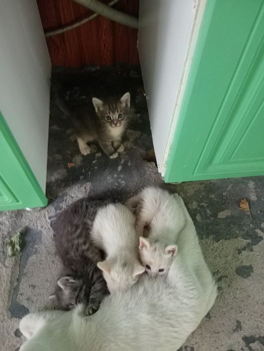 Отдаем котят бесплатно