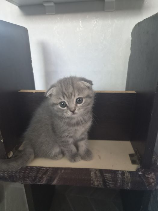 Шотландские котята