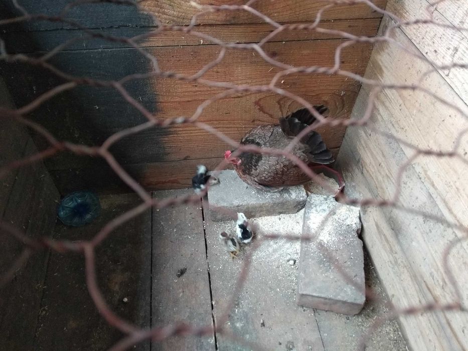 Păsări de curte frumos colorate