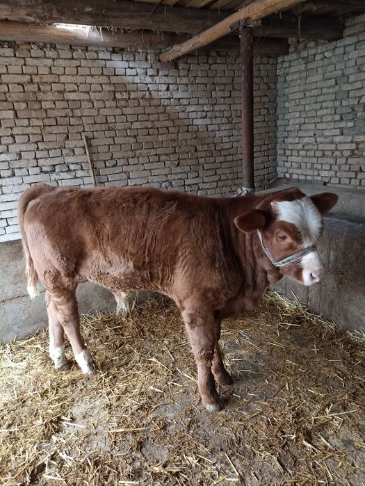 Сментал новвосча сотилади.СОТИЛДИ