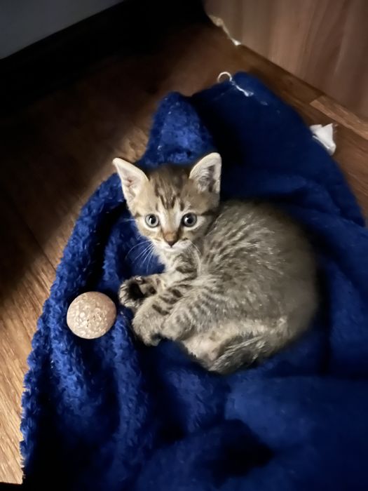 Отдам котенка в добрые руки