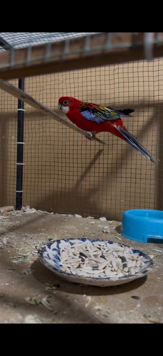 Razello sotiladi 1 juft