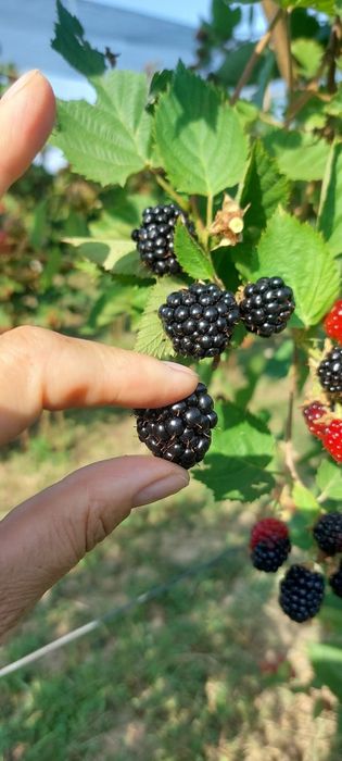 Mure de cultura BIO Congelate