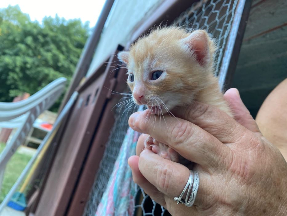 Adoptie urgenta pui pisica Cluj