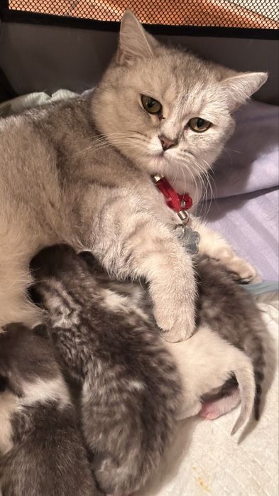 Шотландские котята